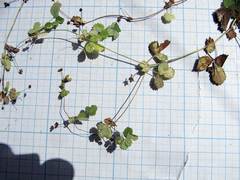 Potentilla centigrana