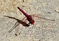 Trithemis selika