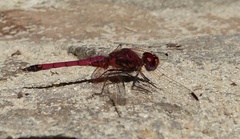Trithemis selika