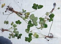 Potentilla centigrana