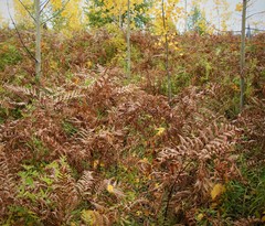 Pteridium latiusculum japonicum