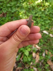 Podarcis muralis