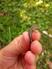 Podarcis muralis
