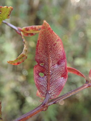 Metrosideros parkinsonii