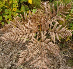 Pteridium latiusculum japonicum