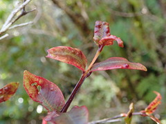 Metrosideros parkinsonii