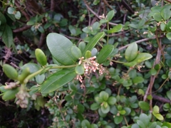 Alyxia sinensis