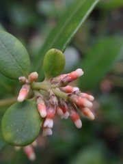 Alyxia sinensis