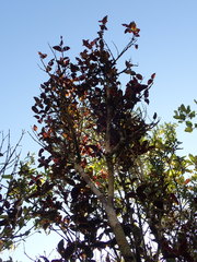 Metrosideros parkinsonii