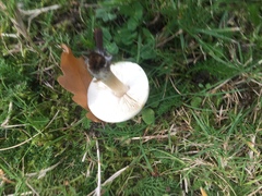 Fungi