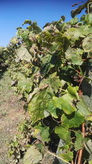 Vitis vinifera