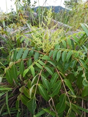Rhus hypoleuca