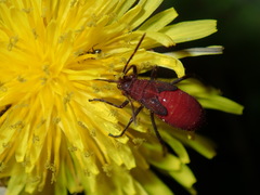 Leptocoris tagalicus