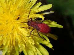Leptocoris tagalicus