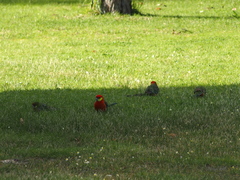 Platycercus icterotis icterotis