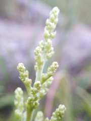 Rhus hypoleuca
