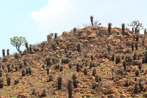 Aloe marlothii