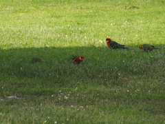 Platycercus icterotis icterotis