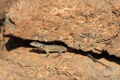 Pseudocordylus melanotus