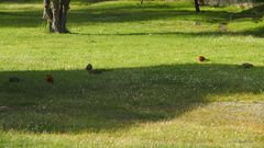 Platycercus icterotis icterotis