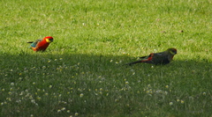 Platycercus icterotis icterotis