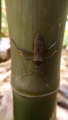 Notobitus meleagris