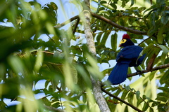 Musophaga rossae