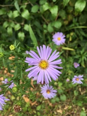 Symphyotrichum novi-belgii