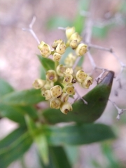 Hedyotis acutangula