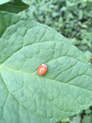 Harmonia axyridis