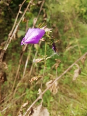 Campanula rapunculoides