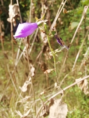 Campanula rapunculoides