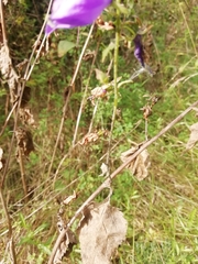 Campanula rapunculoides