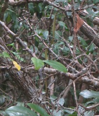 Psammophis orientalis