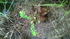 Phyllanthus caroliniensis