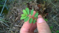 Phyllanthus caroliniensis
