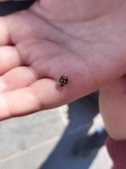 Aspideurus flavescens