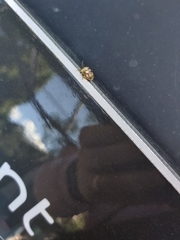 Aspideurus flavescens