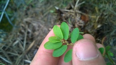 Phyllanthus caroliniensis