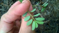 Phyllanthus caroliniensis