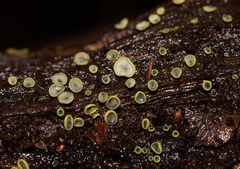Chlorosplenium