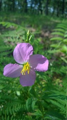 Rhexia nashii
