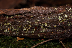 Chlorosplenium