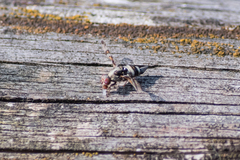 Myennis octopunctata