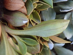 Gentianella impressinervia