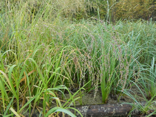 Glyceria lithuanica iNat (2)