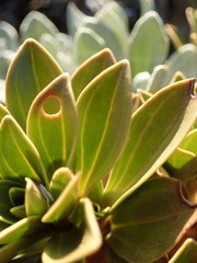 Gentianella impressinervia