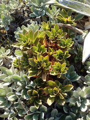 Gentianella impressinervia