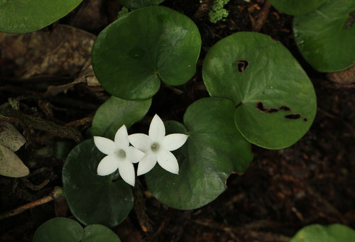 Geophila renaris image