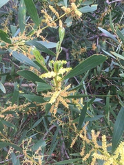 Juliflorae